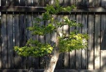 Thieves target living treasures