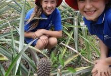 Pineapple patch from scratch