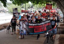 Ban dog racing plea