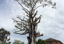 Three-tree on chopping block