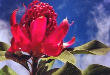 Gardens going native