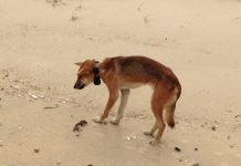 Concerns for dingoes’ health