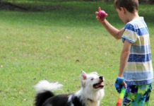 Pooch park freed of noxious weeds