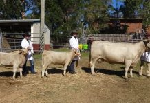 Positive outlok for cattle show