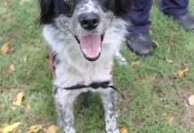 Pop-ups to have your say