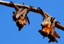 Flying fox battle: Ecosure or unsure