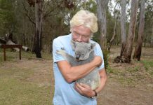 Sir Richard vows to save koala