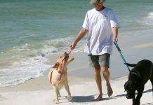 It’s what happens when dogs attack