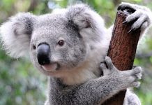 Join the Koala Army