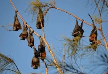 Tabs on flying fox colonies