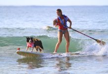 Getting set for surfing festival