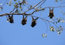 Bats relocate to island after getting residents Goat