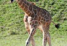 Ellie sticks her neck out