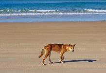 Who killed dead dingoes?