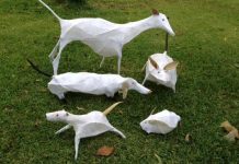 All for love of animals