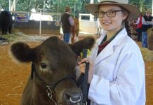 Judges swayed by student cattle champions