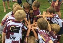 Dolphins in their element