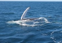 Don’t fail the whales