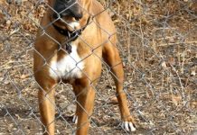 The high cost of wandering dogs