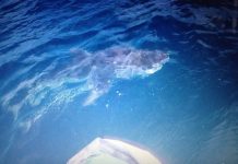 Tiger shark’s a treat to watch