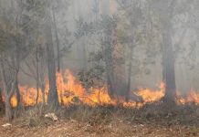 Planned burn to reduce forest fuels