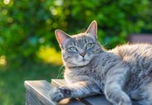 Cuddle up to a new family member