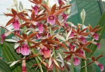 Astounding colours and perfumes