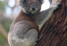 MP fights koala’s case
