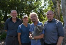Help save Noosa’s koalas