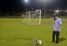 Can you bear a pitch invasion?