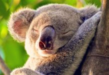 Sad end for Cuddles the koala