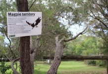 Hold onto your hat – it’s swooping season