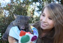 Baby wombat greets the world