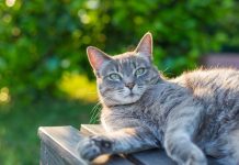 Pet day gives us paws for thought