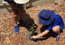 Kids will watch their trees grow