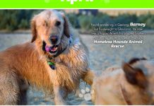 Make a date to save a pet