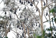 Council has bats out-foxed