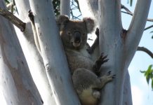 New name for neighbour