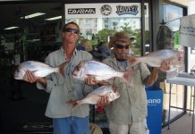 Plenty of fish on offer in the river