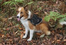 Research dog on koala scent