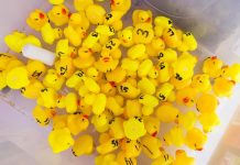 Ducks race at a quacking pace