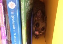 Such a clever critter, possums