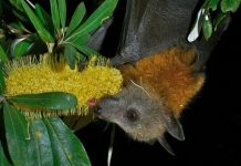Flying-foxes dying of starvation