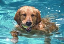 Keep furry and feathered friends cool