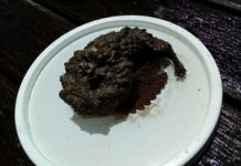 Be wary of venomous Stonefish