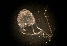 Bark is worse than their bite