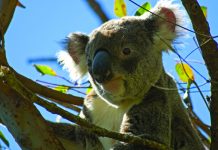 Koalas get Branson health check