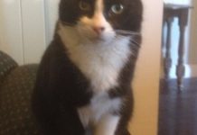 Savage search for missing feline