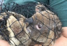 Rescuers to the rescue