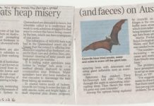 Noosa’s bats hit the headlines